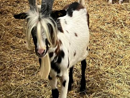 Bild 4:Steirische Scheckenziege Zuchtbock