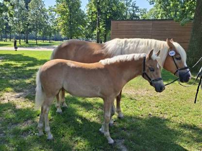 Haflinger Stutfohlen