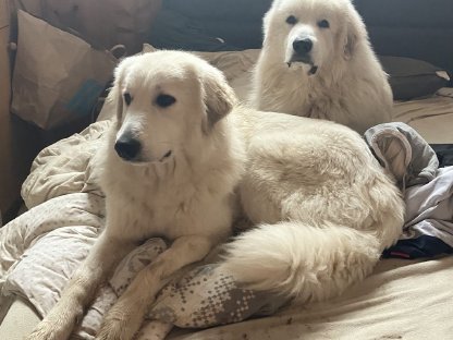 Bild 2:Wir erwarten Pyrenäenberghunde-Welpen