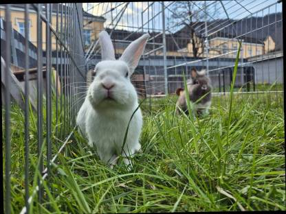 Bild 5:Freilaufgehege 2x vorhanden