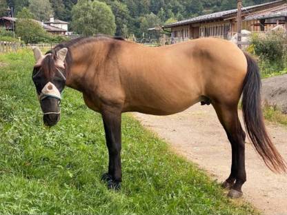Bild 5:Lusitano Wallach