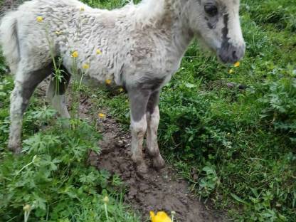 Bild 5:Minishetlandponys