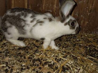 Bild 2:Riesen Schecken Häsin