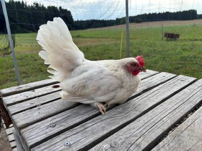 Bild 3:Chabo- und Zwerg-Paduaner-Henne