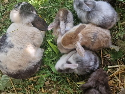 Bild 4:Süße kleine Minilop-NHD Widderhäschen