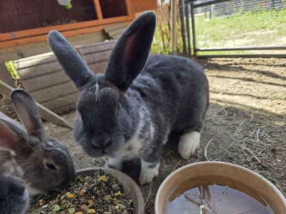 3 Hasen zu verkaufen