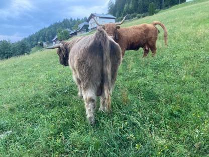 Bild 6:Hochlandrind Zuchtstier
