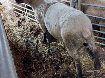 Shropshire Bock