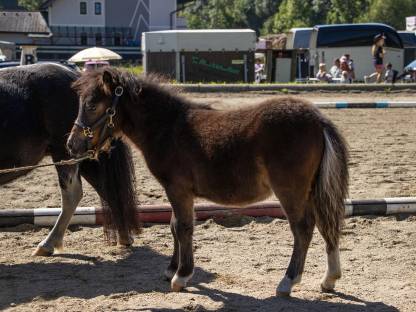 Bild 5:Mini Shetlandpony Wallache