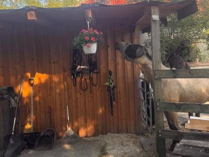 Bild 5:Deutsches Reitpony von Gold Garant