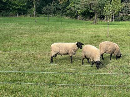 Bild 3:Suffolk Jungwidder gekört