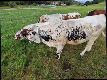 Bild 4:Belegfähige Pustertaler Kalbin