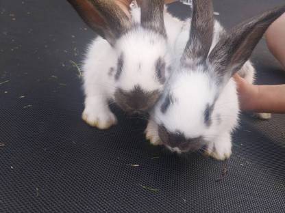 Bild 3:Deutsche Riesen