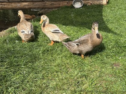 Bild 3:3 Peking-Orpington Enten Mix abzugeben