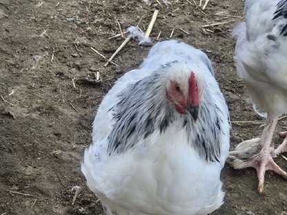 Bild 2:Sundheimer Junghähne zu verkaufen