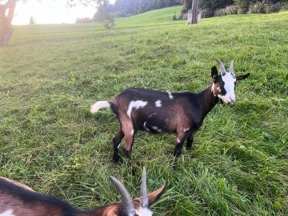 Bild 2:Tauernschecken HB