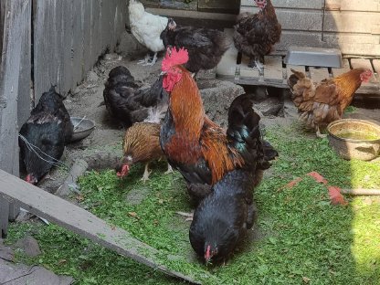 Verschenken Seidenmischlings-Hühner