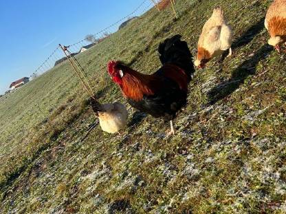 Bild 5:Bruteier und Jungtiere vom Sulmtalerhuhn, weizenfarbig