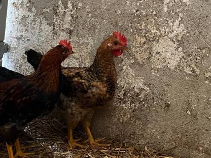 Bild 2:Rassemix Hähne