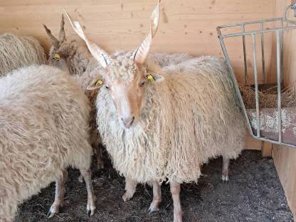 Zackelschaf Widder und 2 Lämmer