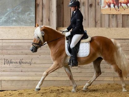 Bild 3:Trächtige, leistungsgeprüfte Haflingerstute zu verkaufen