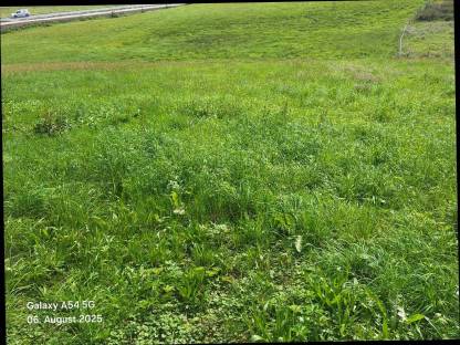 Gras