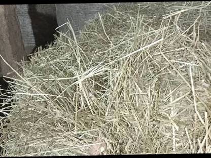 Bild 3:BIO-Heuballen