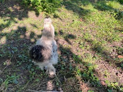 Bild 3:Hähne, Henne und Bruteier