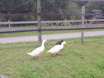 Bild 2:Laufenten Erpel