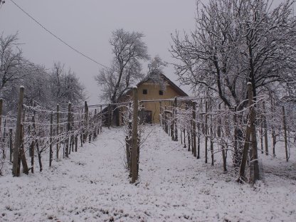 Bild 5:Rustikales Ferien-/Wochenendhaus auf wunderschönem Weinberg