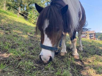 Bild 2:Mini-Shetlandponys