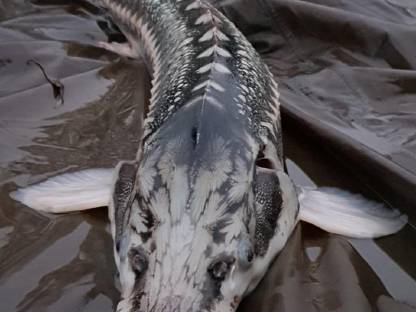 Bild 8:Wir suchen einen Mitarbeiter für die Forstwirtschaft