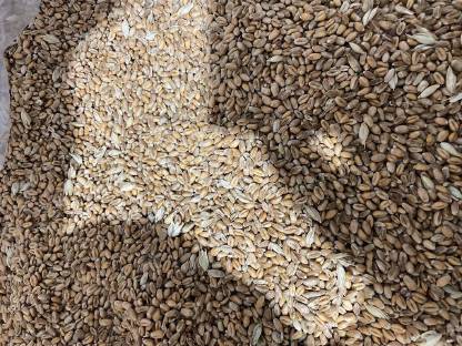 Bild 2:Futterweizen für Hühner, Kleintiere, Schweine, Rinder