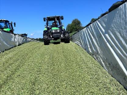 Bild 3:Silomais oder Körnermais