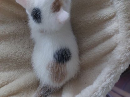 Bild 5:Verschmuste Katzenbabys suchen ihr Zuhause