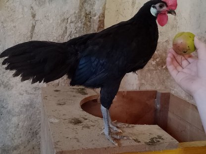 Sizilianischer Kronenkamm Hahn und Spanier Hahn und Huhn