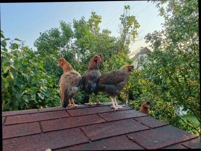 Bild 2:Altsteirer Hühner