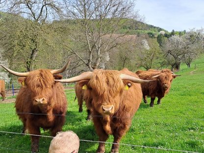 2 Hochlandrinder Kühe mit 2 Kälbern per Fuß
