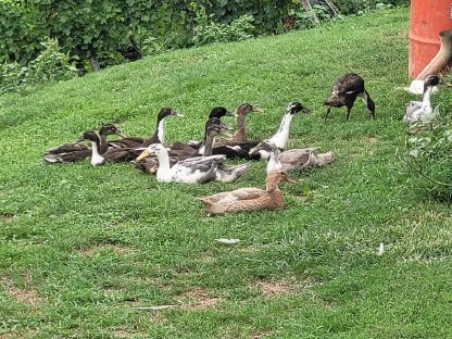 Enten