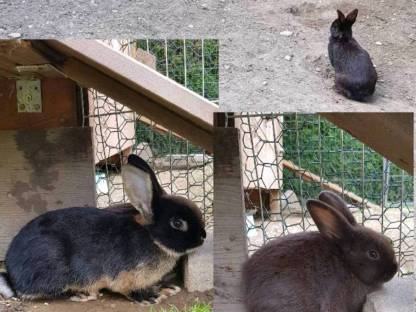Bild 2:Zwergkaninchen