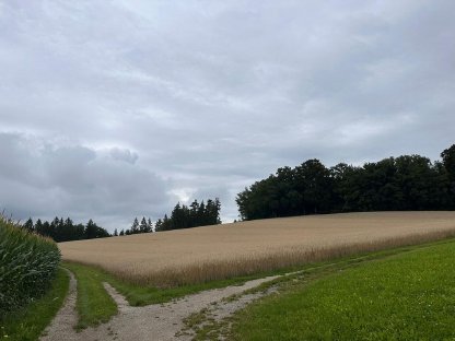 Triticale ab Feld