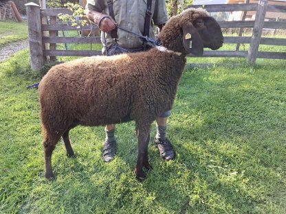 Bild 4:Braune Bergschafe