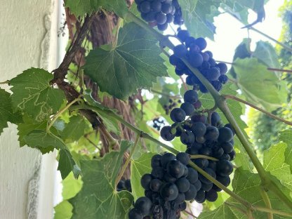 Bild 2:Naturbelassene Weintrauben zu verkaufen (Baco und Clinton)