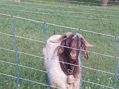 Bild 9:Junge Burenziegen und Mischlinge