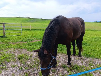 Bild 5:Verkaufe wunderschöne 3-jährige Norikerstute Famosa