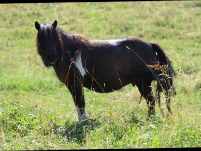 Bild 2:Minishetty Prämienstute mit oder ohne Fohlen