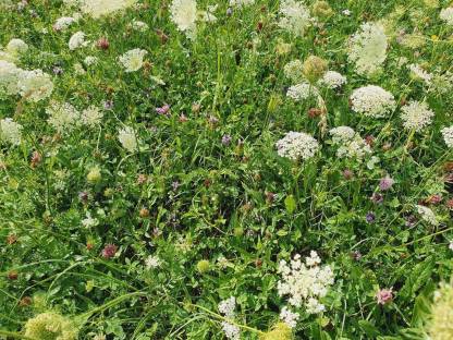 Bild 5:Heuballen, 1. Schnitt, kleine Rundballen, Heu