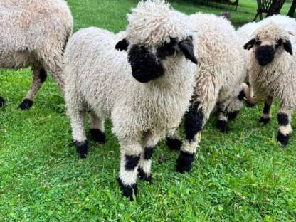 Bild 2:BIO Walliser Schwarznasen weiblich