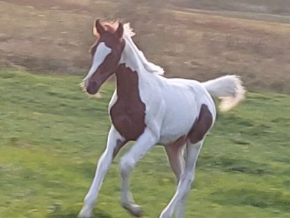 Bild 3:Arabisches Fuchsscheck Hengstfohlen