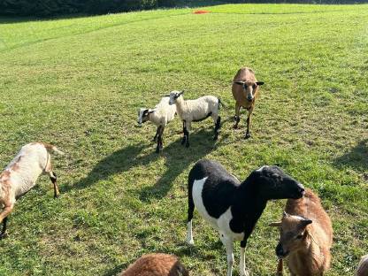 Bild 2:Kamerunlämmer